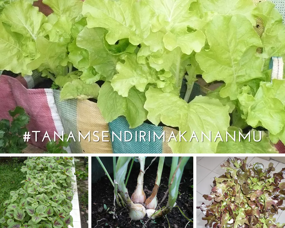 Tanam Sendiri Makananmu